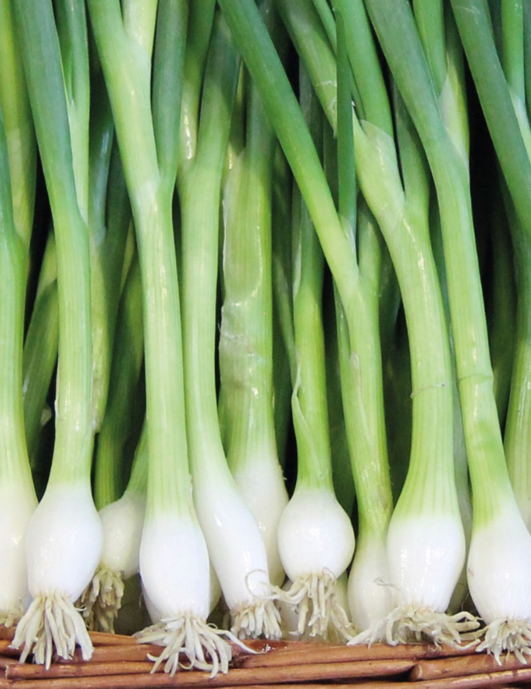 White Lisbon Spring Onion Seeds