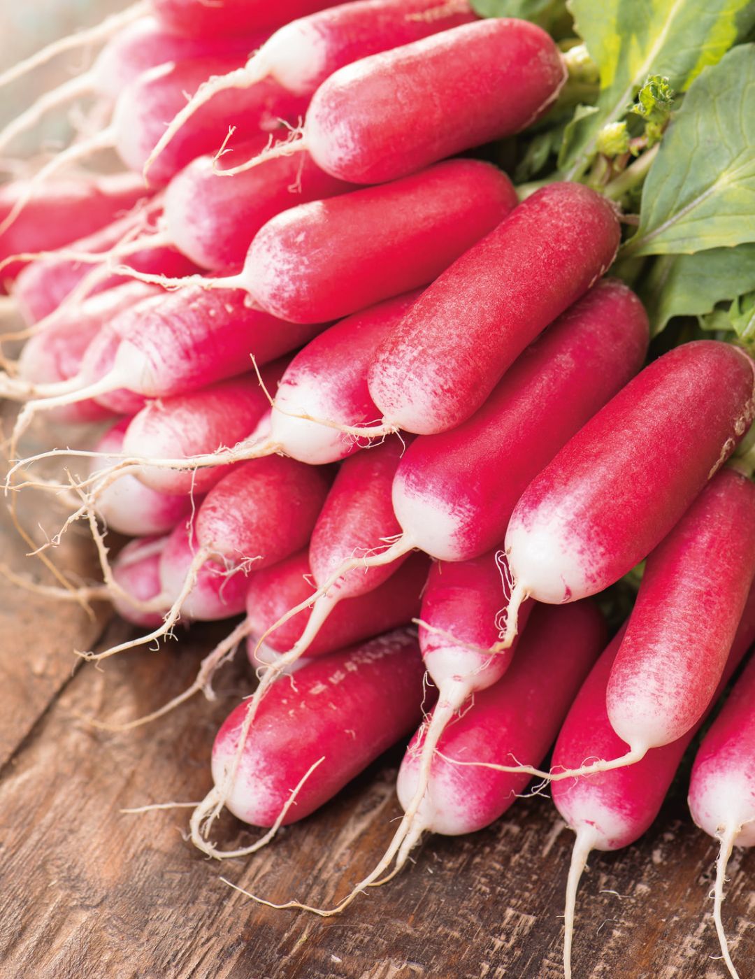 Radish French Breakfast