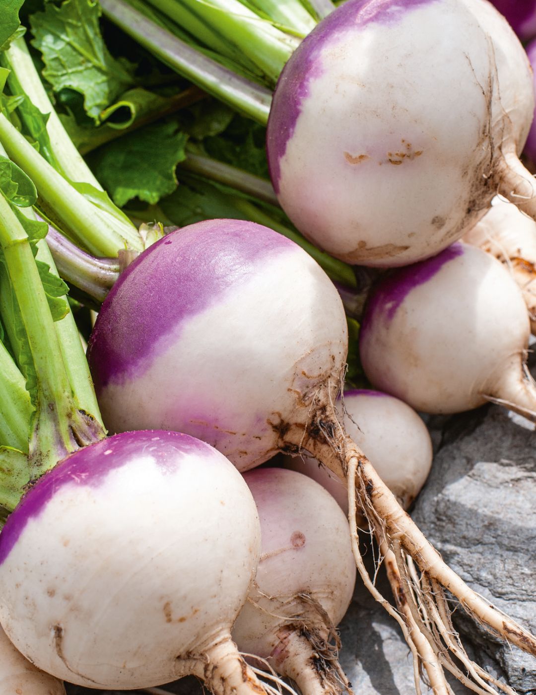 Early Purple Turnip Seeds