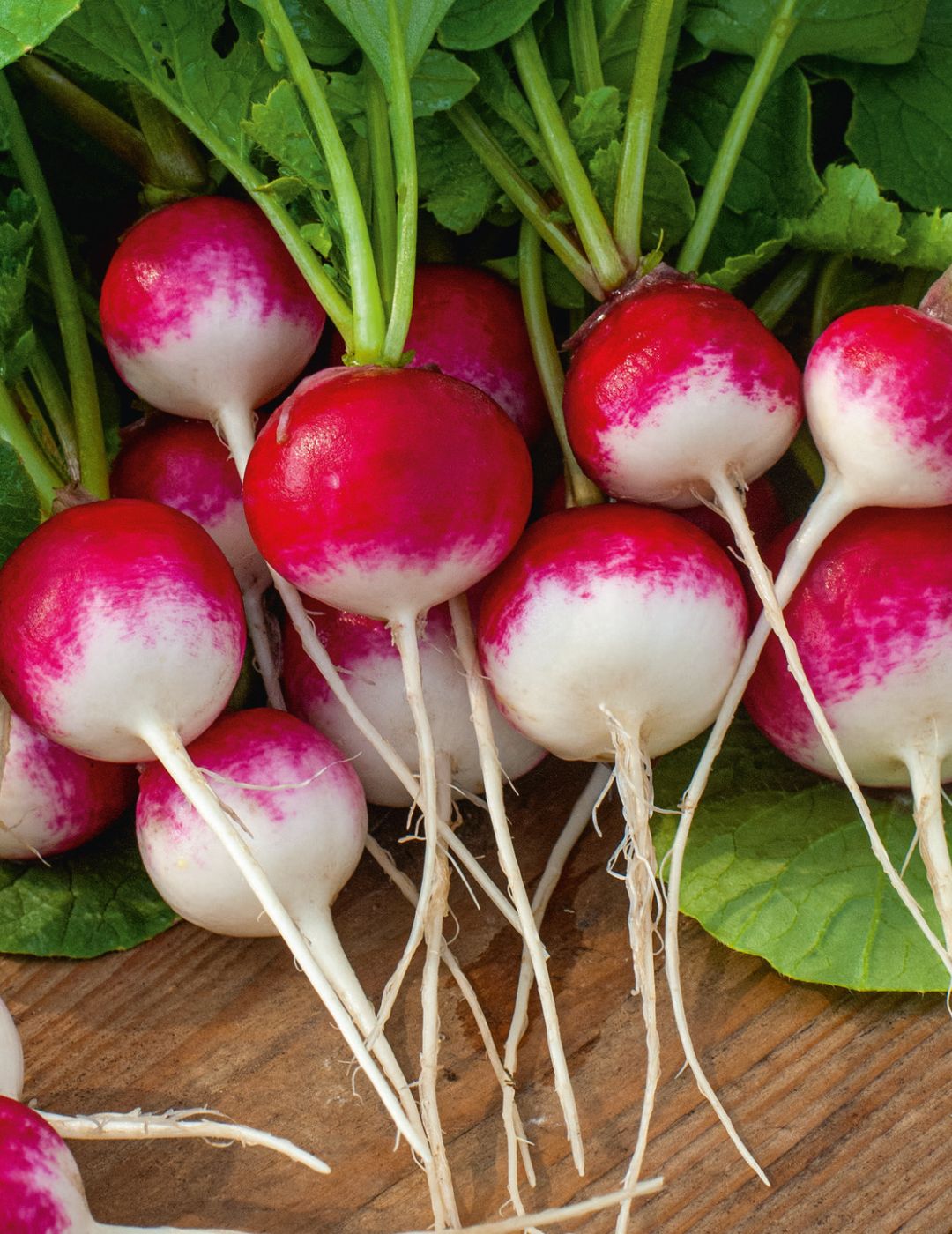 Radish Sparkler