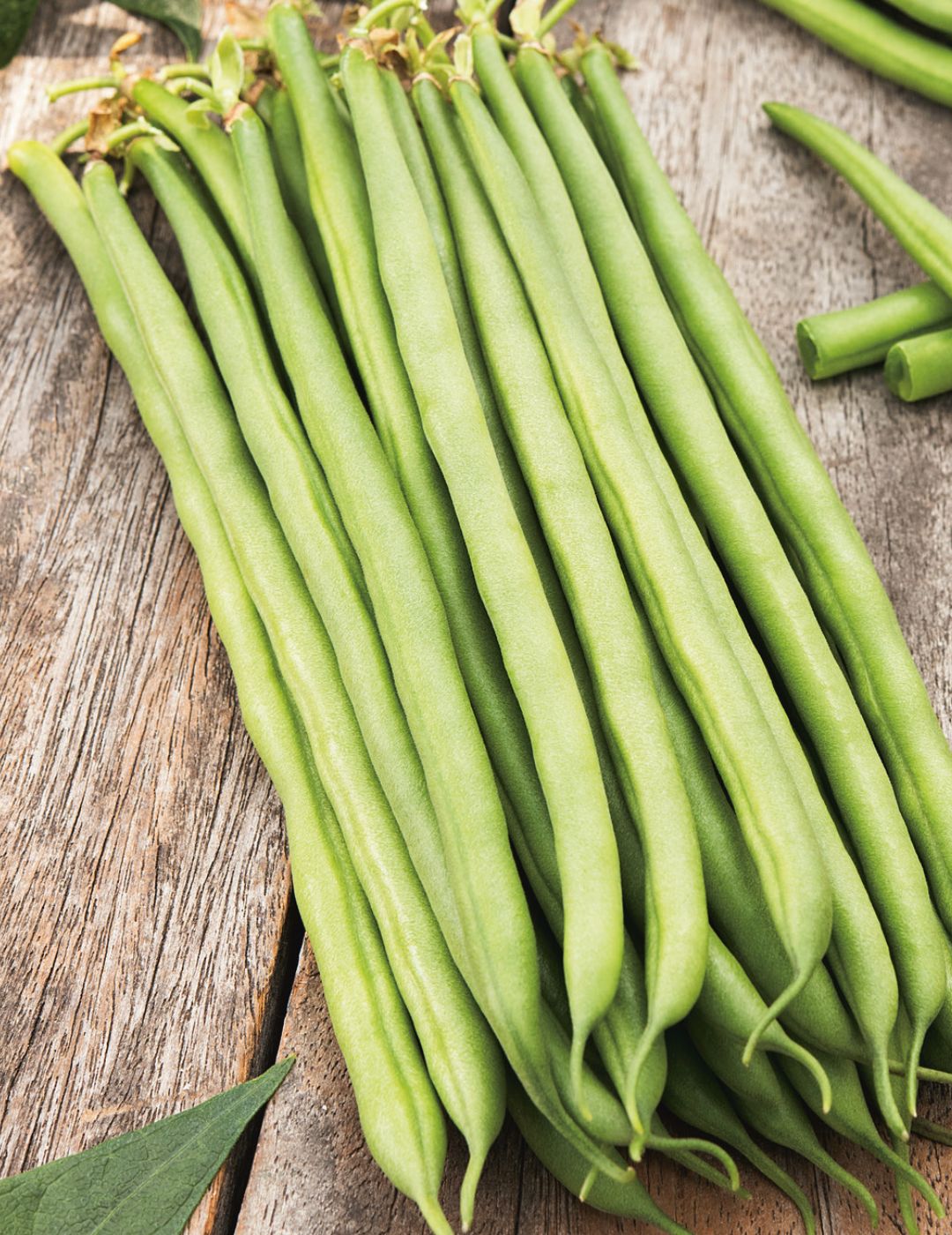 Tendergreen Dwarf Beans