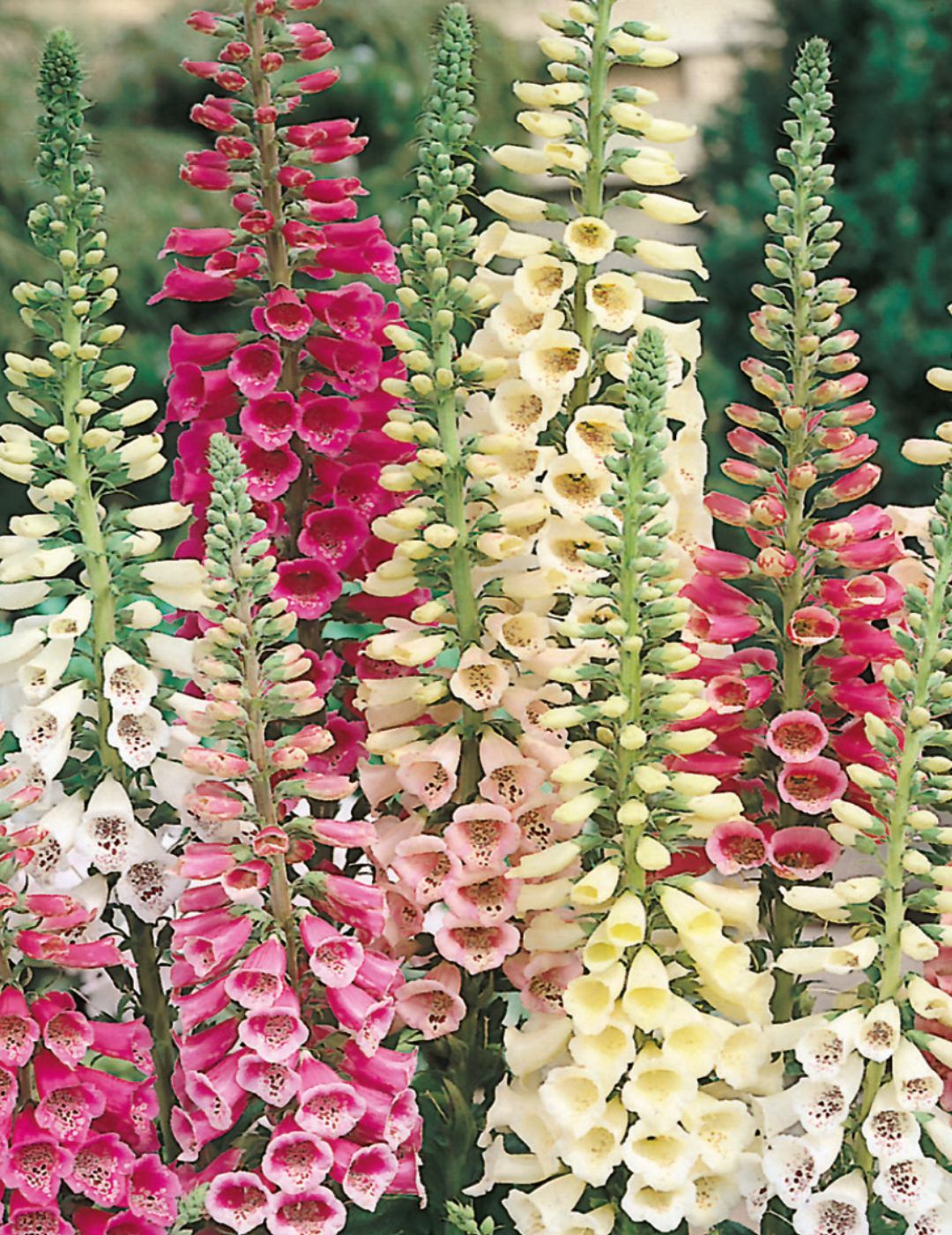 Foxglove Excelsior Hybrids