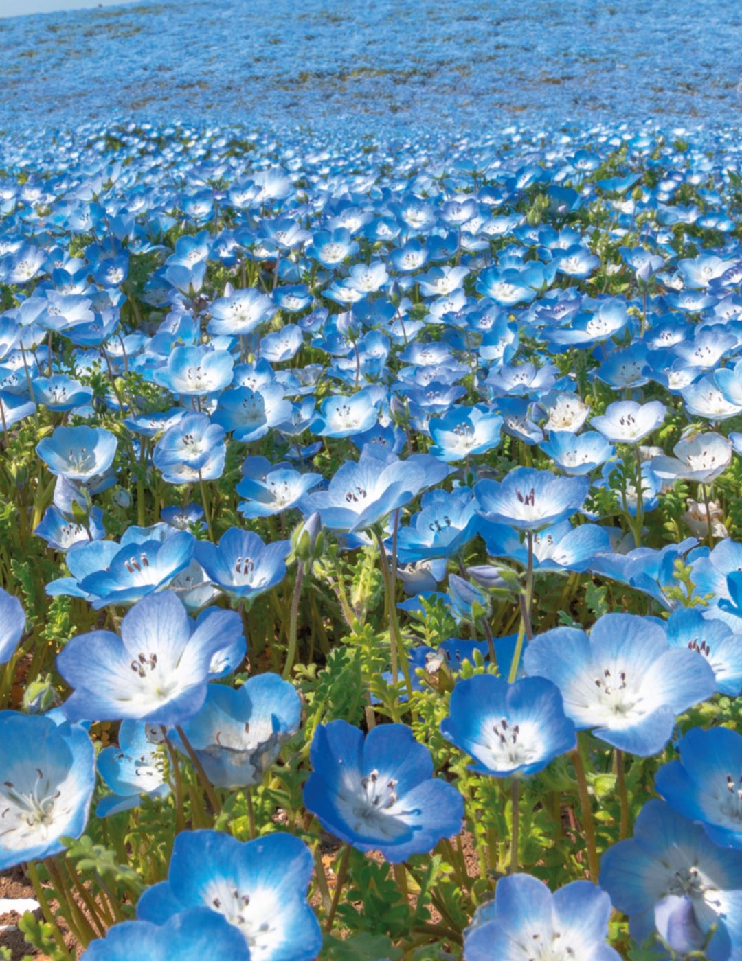 Nemophila Baby Blue Eyes