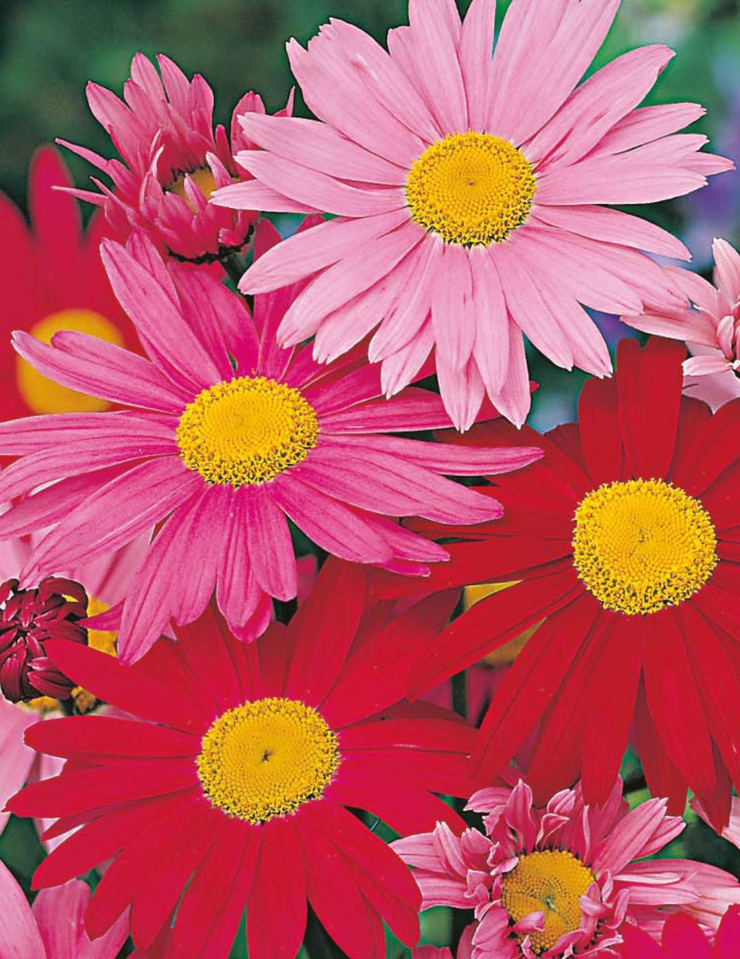 Painted Daisy (Pyrethrum) Large Mix