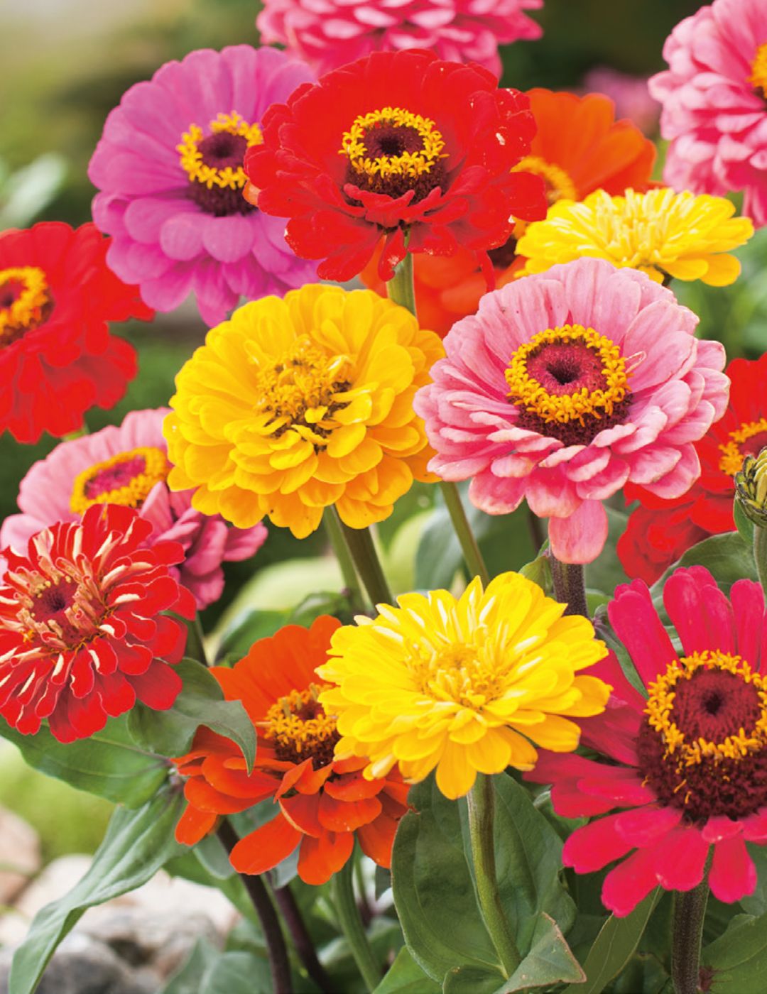 Zinnia Early Wonder Mixed Seeds