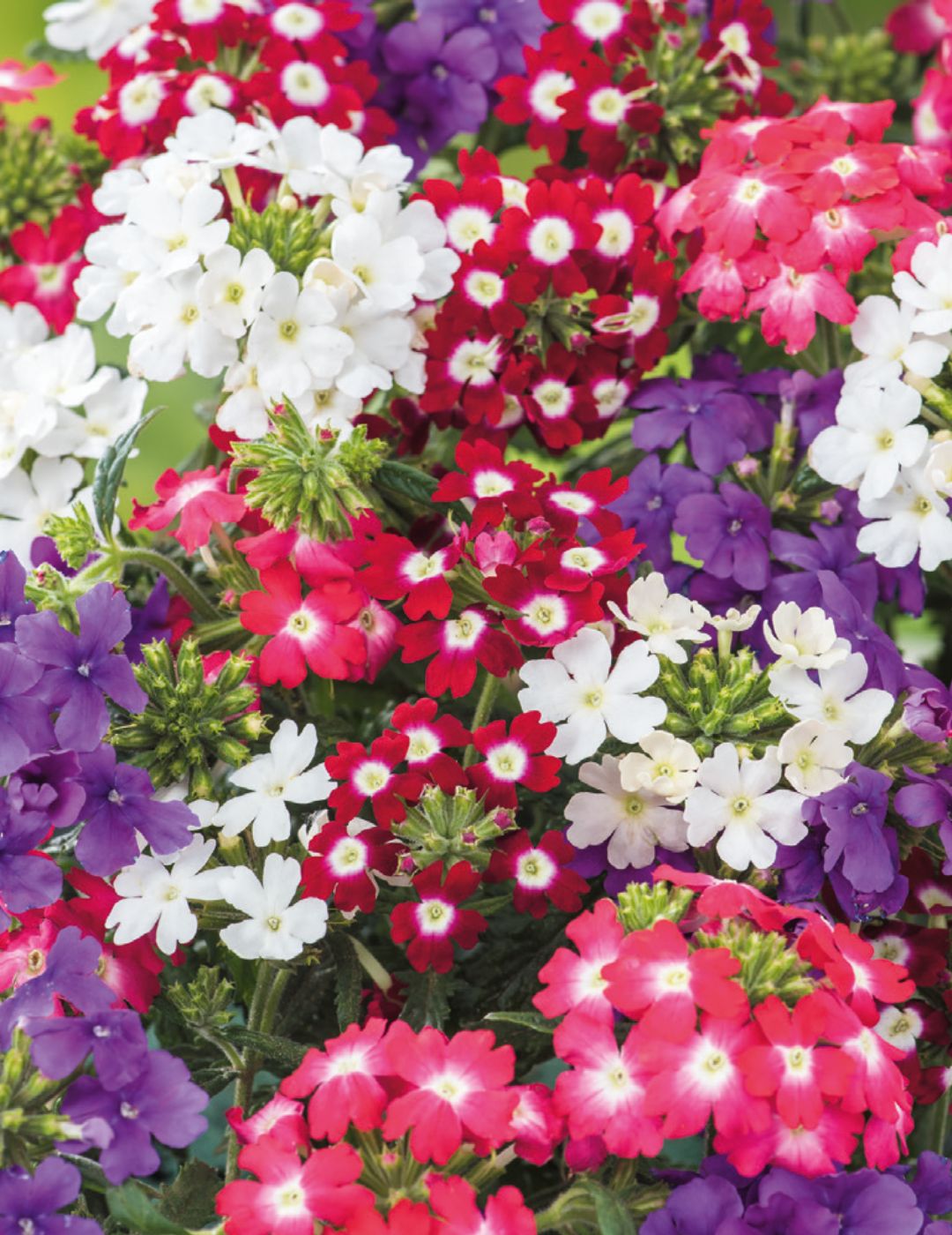 Verbena Dwarf Compact Mixed