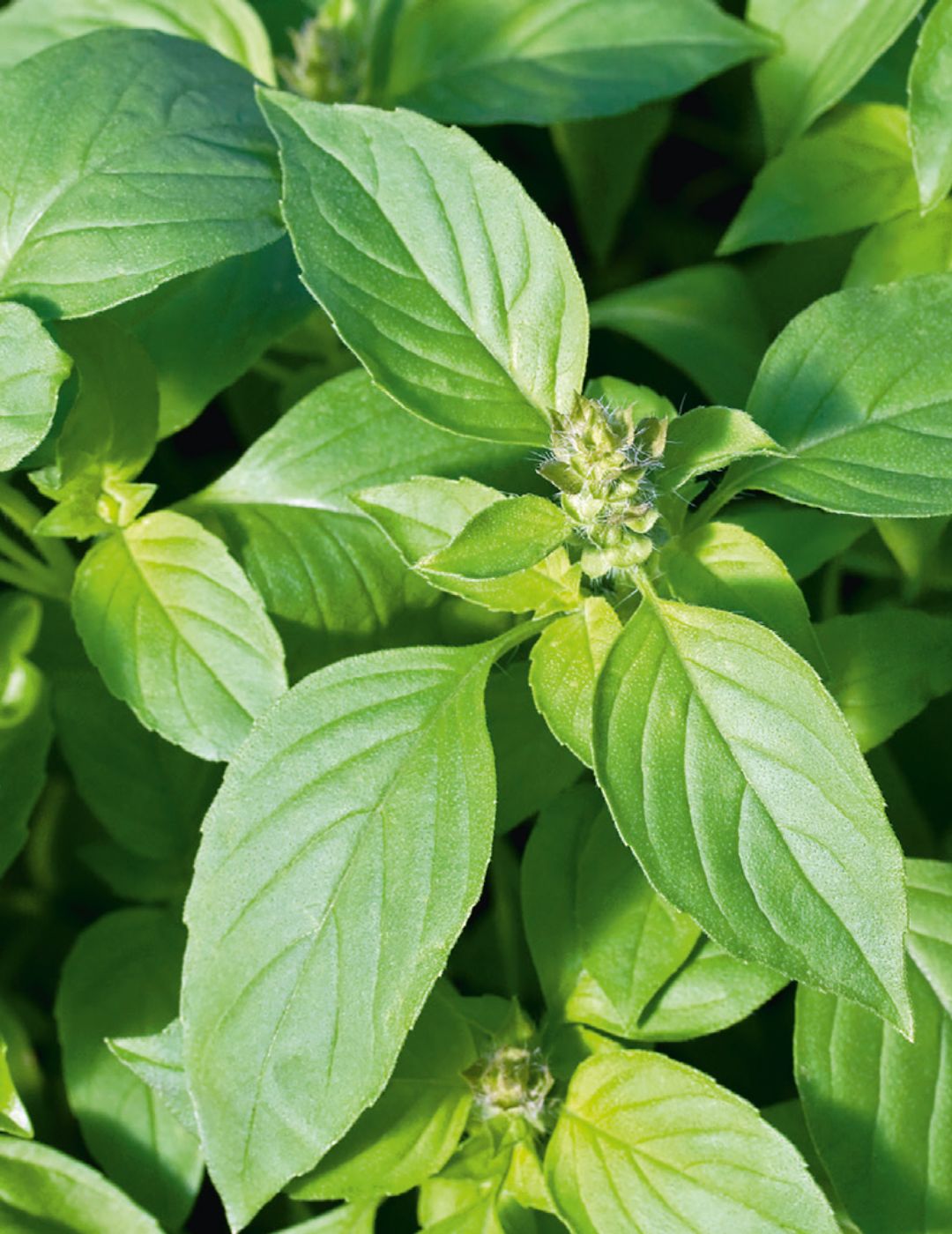 Basil Lemon