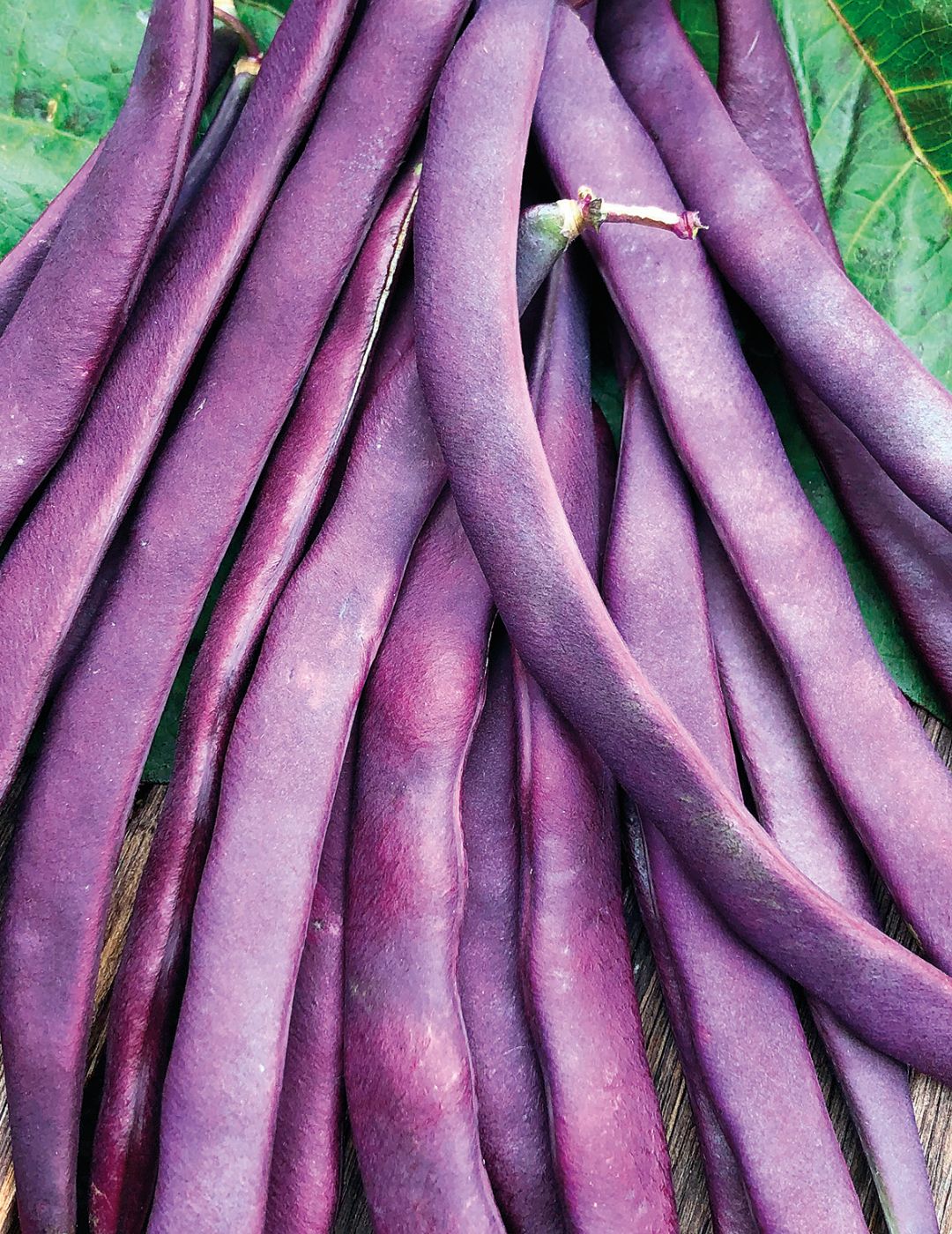 Purple King Climbing Bean