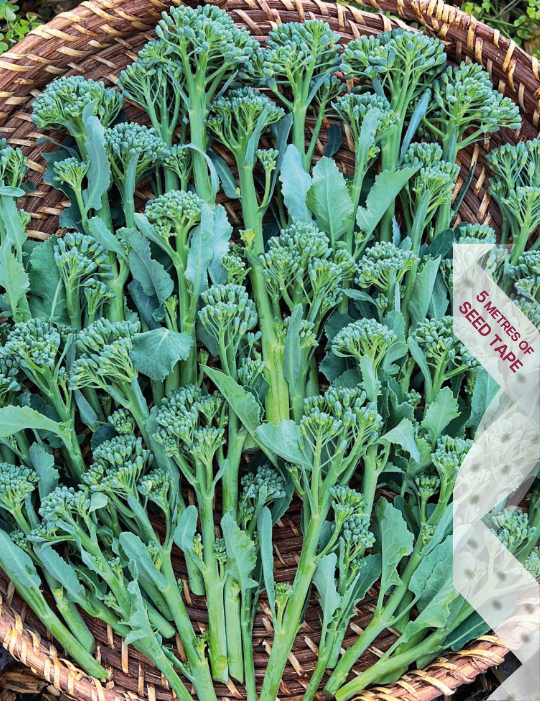 Broccoli Italian Sprouting Seed Tape