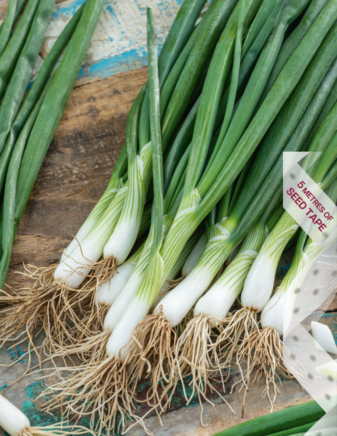 Spring Onion All Year Round Seed Tape