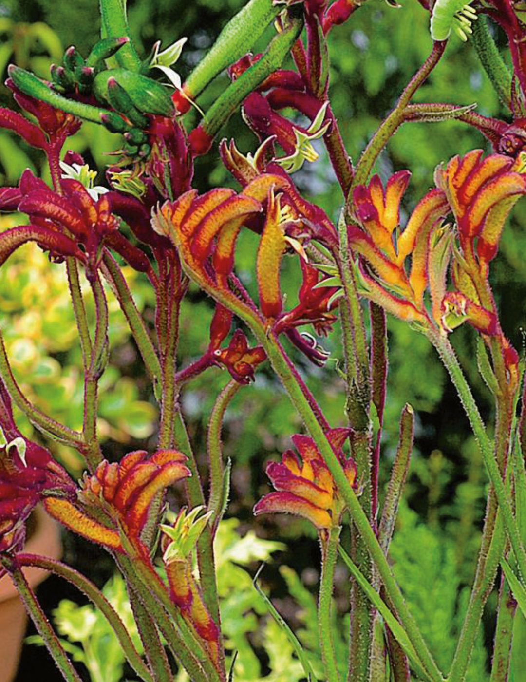 Kangaroo Paw Mixed Colours Wildflower Seeds