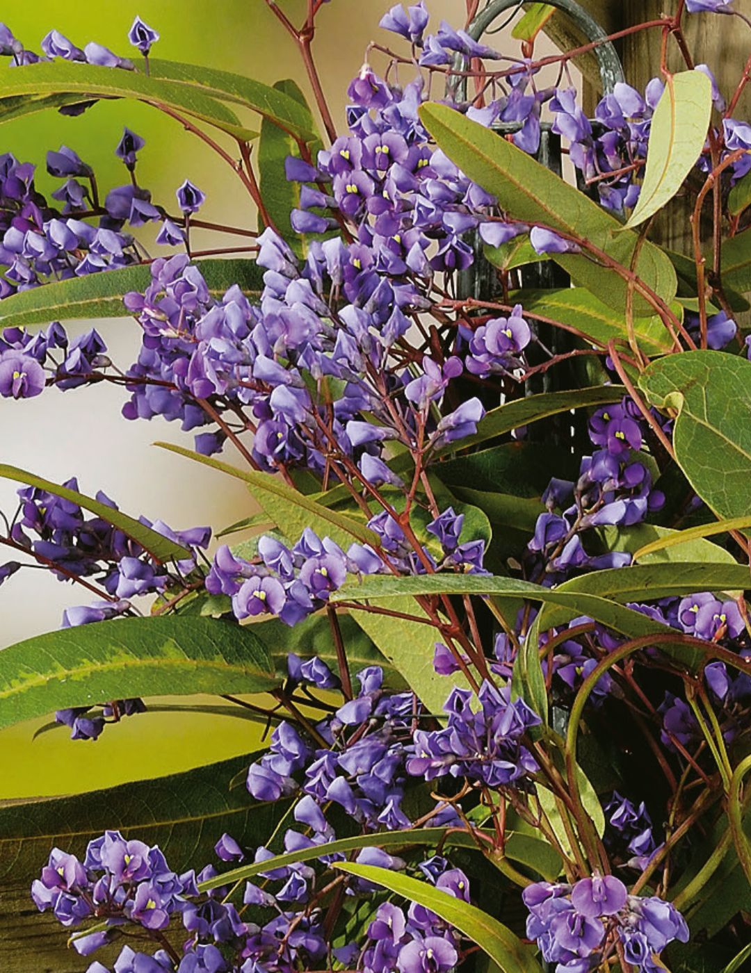 Native Wisteria WILDFLOWER