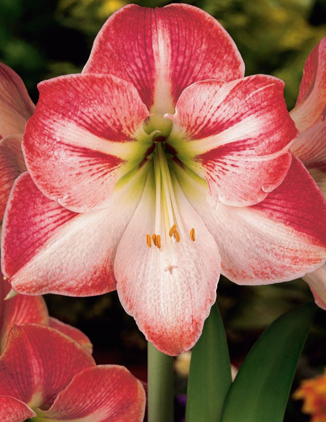 Hippeastrum Flamenco Queen (season:Aug-Sep)