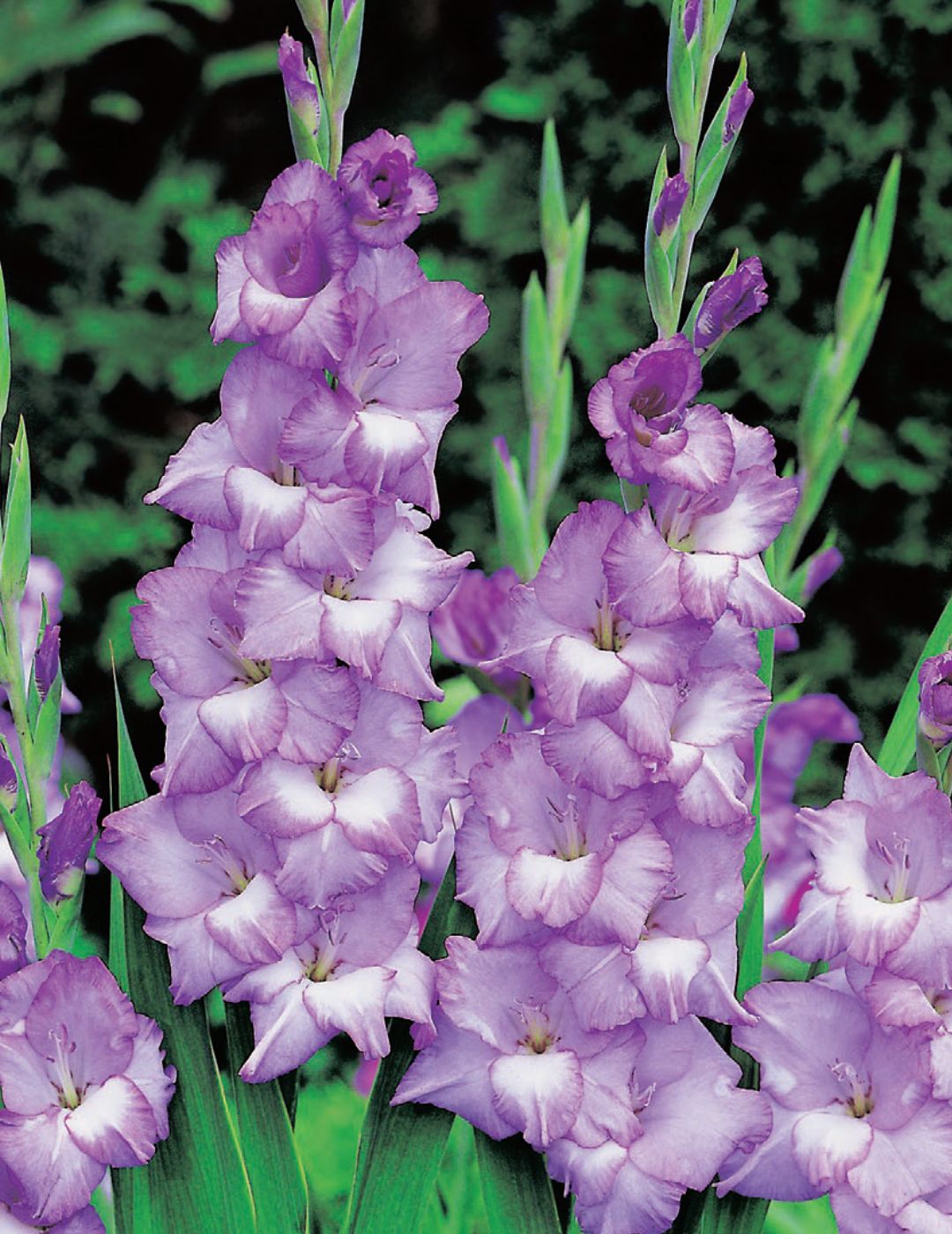 Gladioli Costa (Season: Winter)