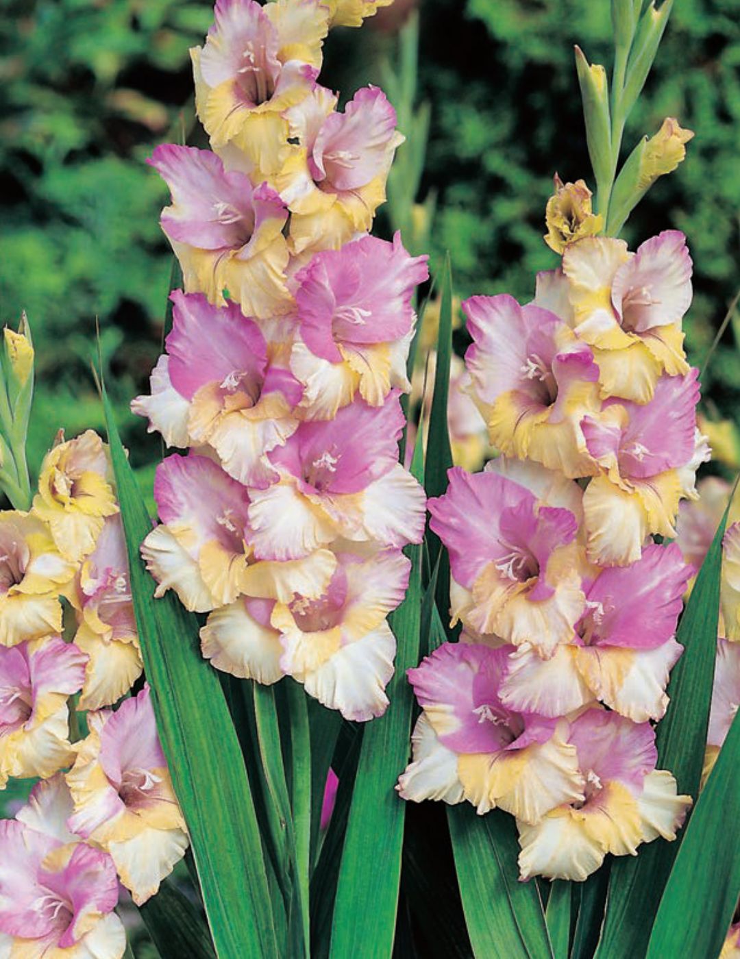 Gladioli Mon Amour (season: Winter)