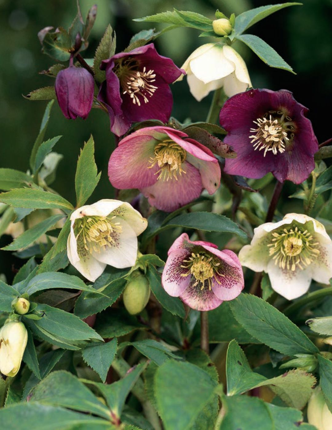 Hellebore Mix (season: Winter)