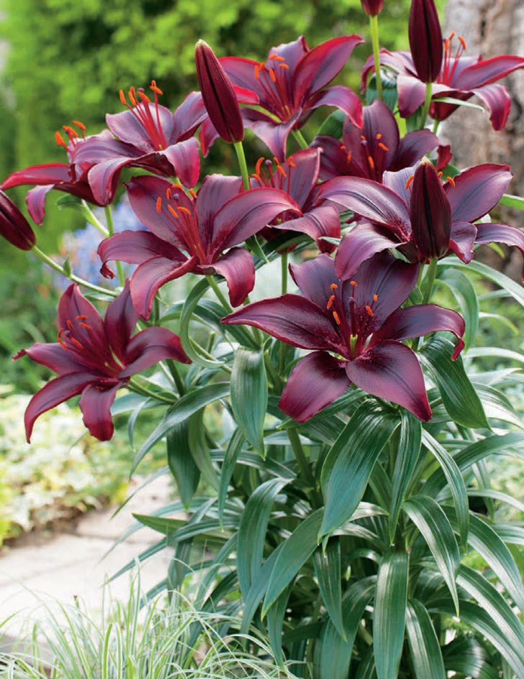 Lilium Mapira (season: Winter)