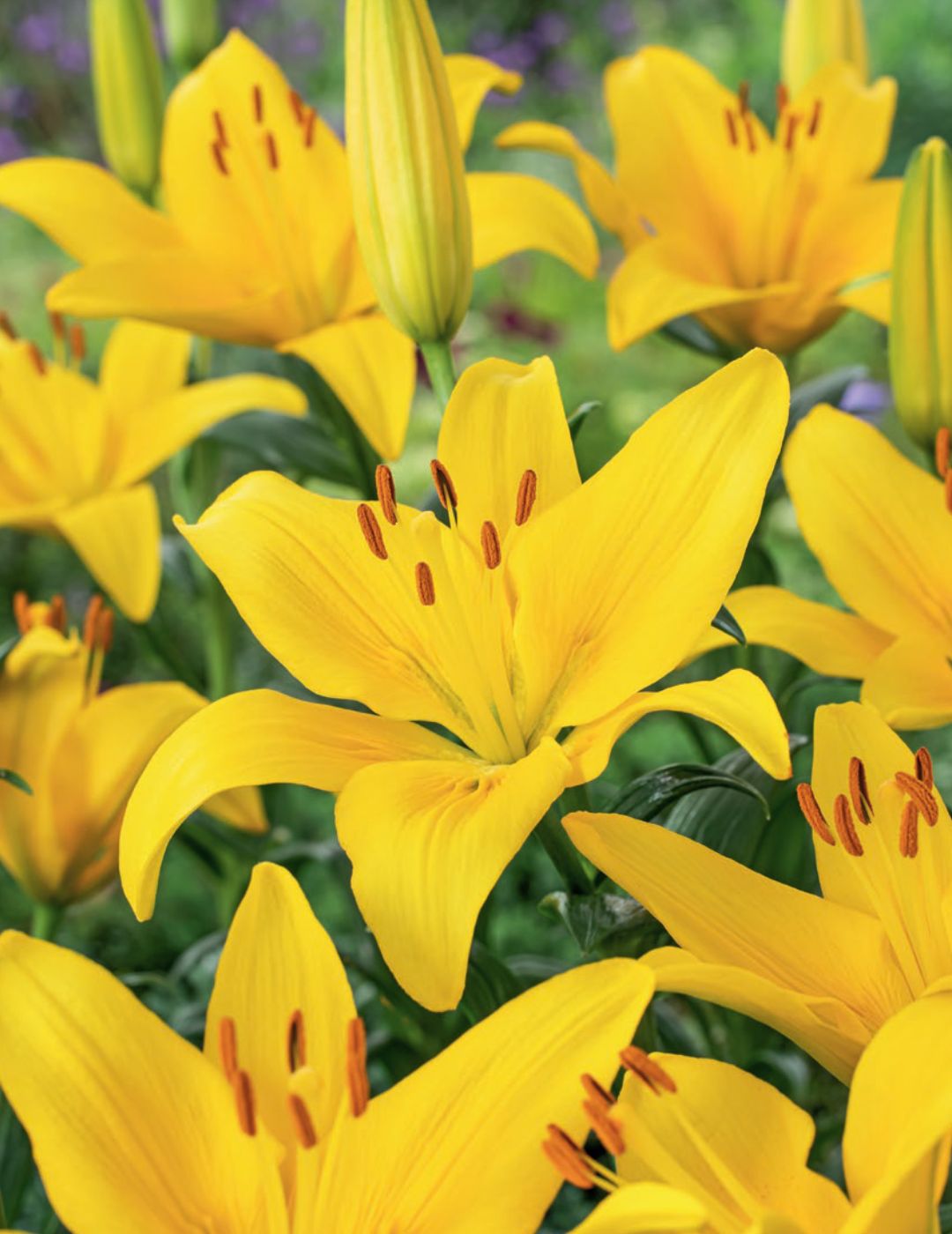 Lilium Madras (Season: Winter)