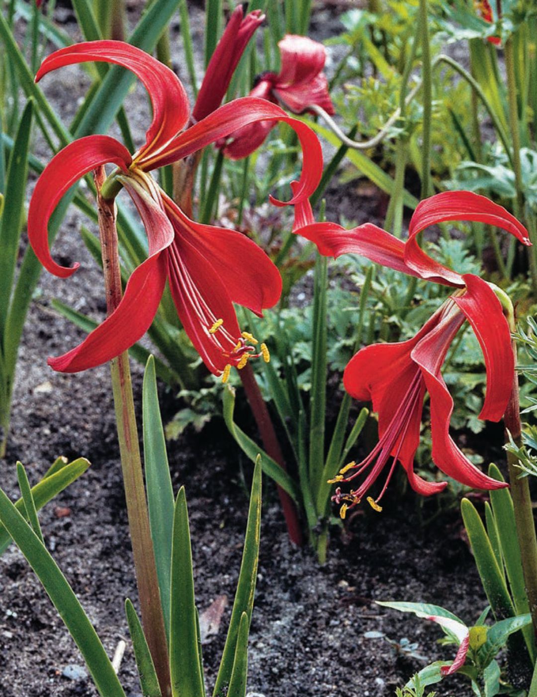 Sprekelia Jacobean Lily (season: Winter)