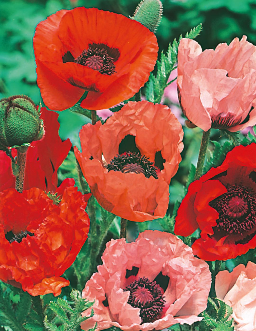 Poppy Oriental Mix