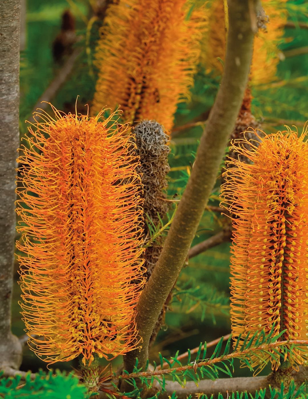 Heath Banksia WILDFLOWER