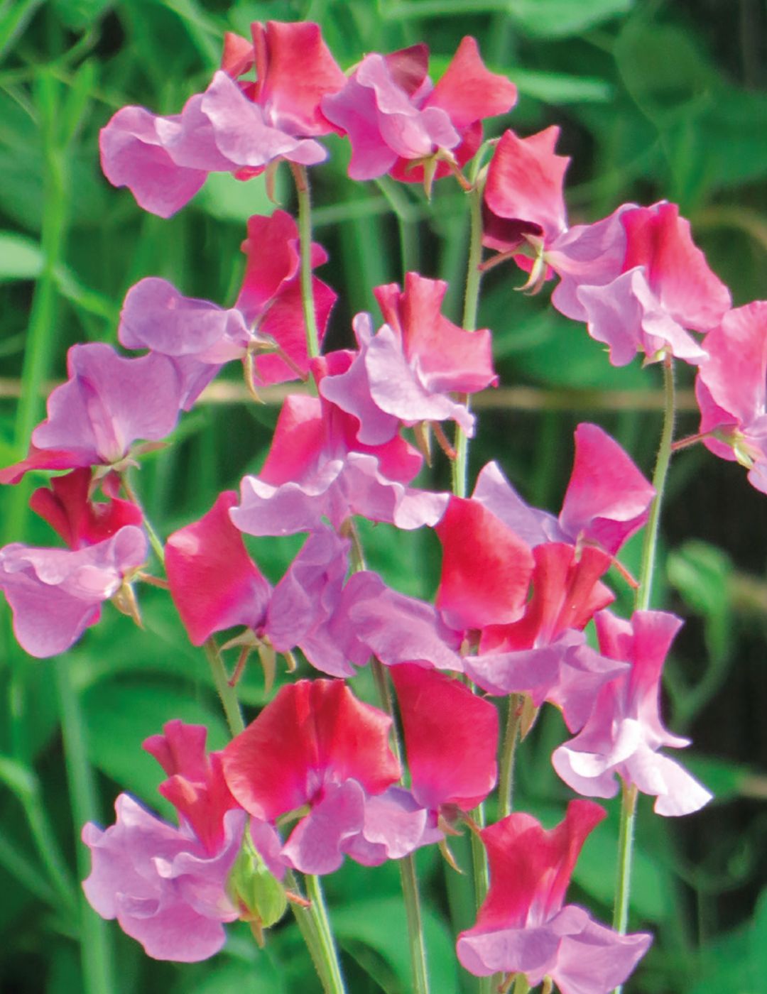 Sweet Pea Harbinger