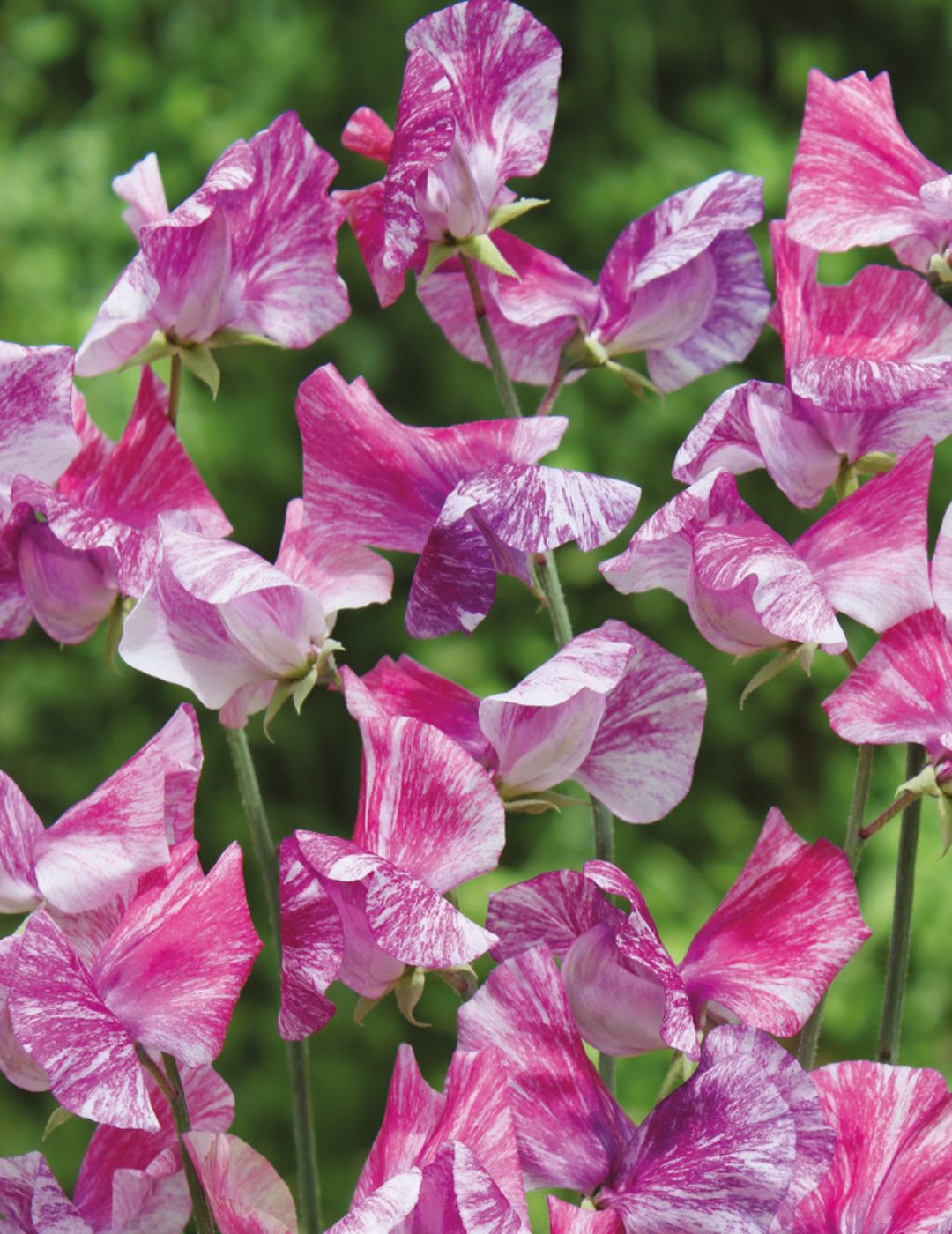 Sweet Pea Pandemonium