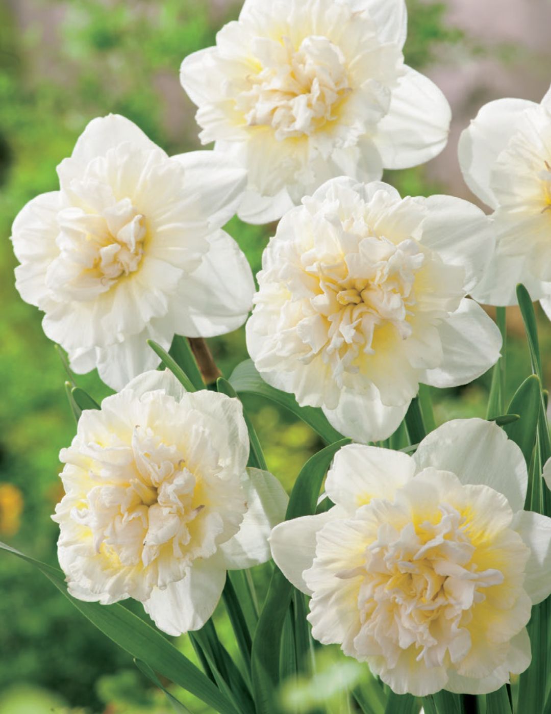 Daffodil Double Ice King