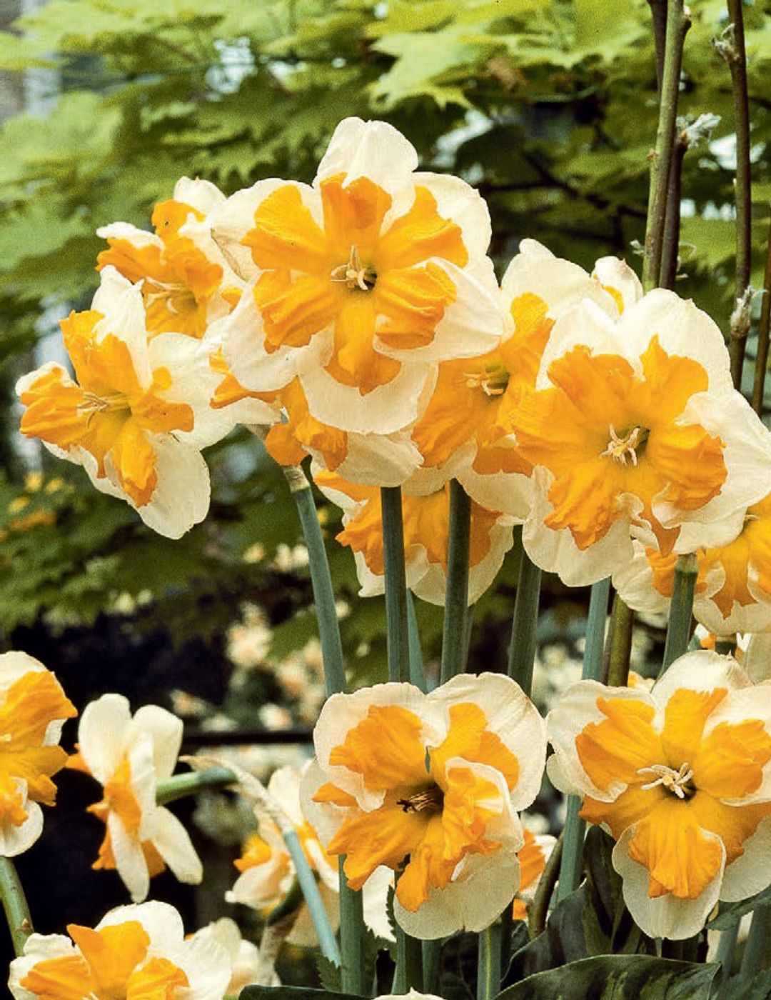 Daffodil Butterfly Pick Up