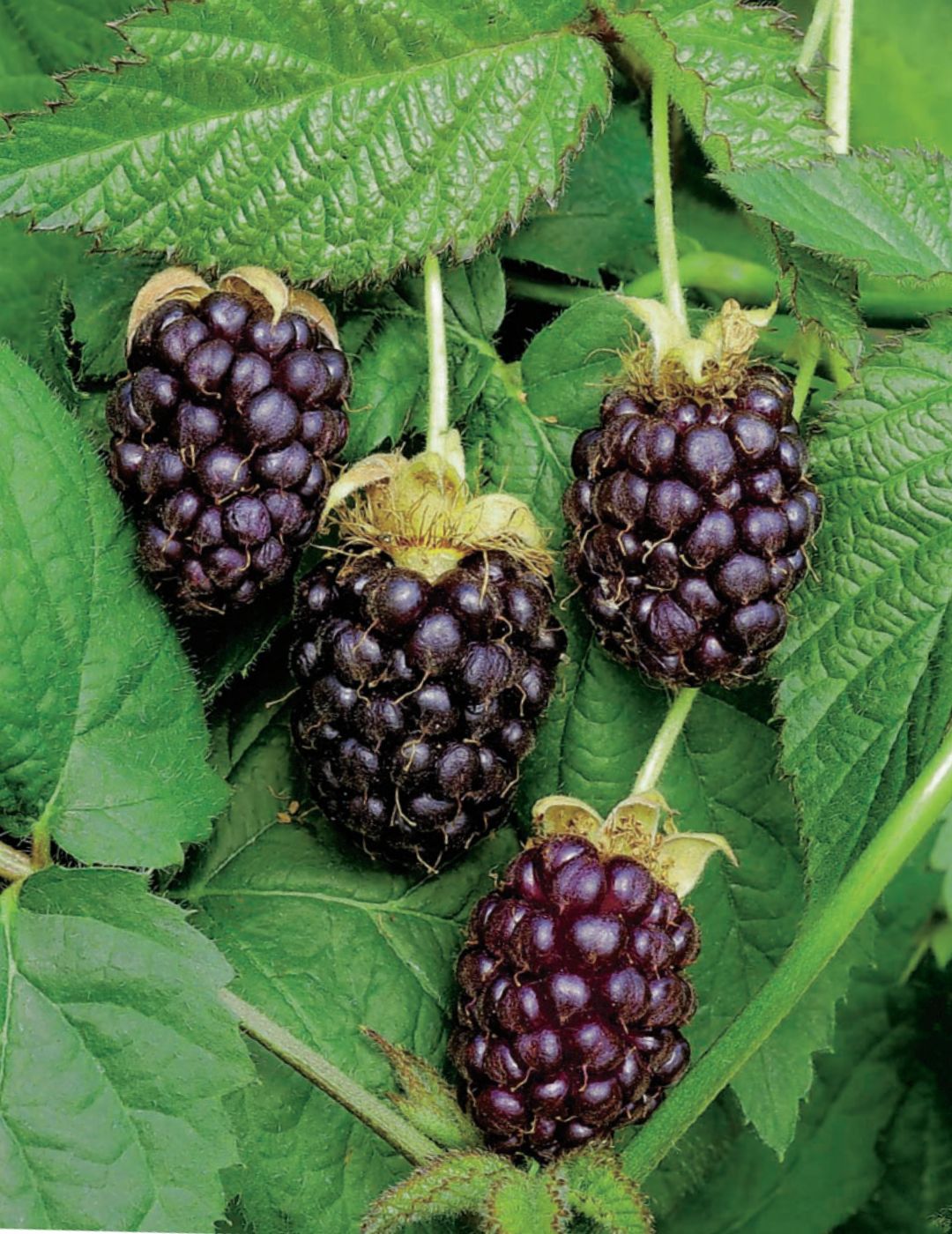 Boysenberry