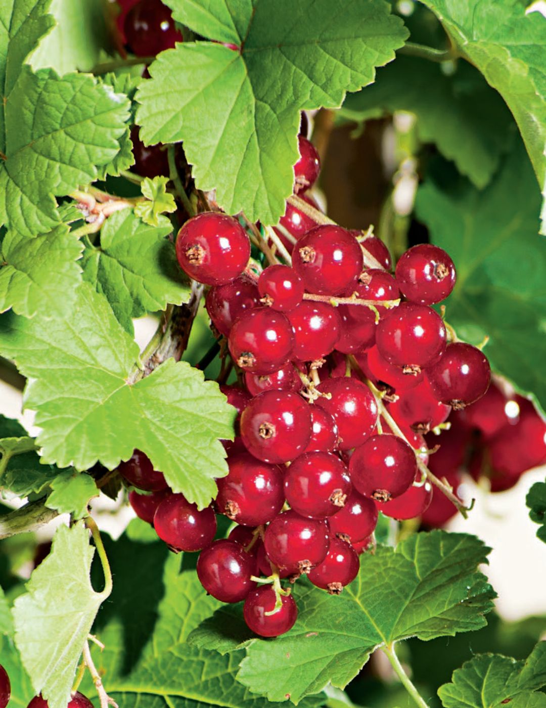 Red Currant