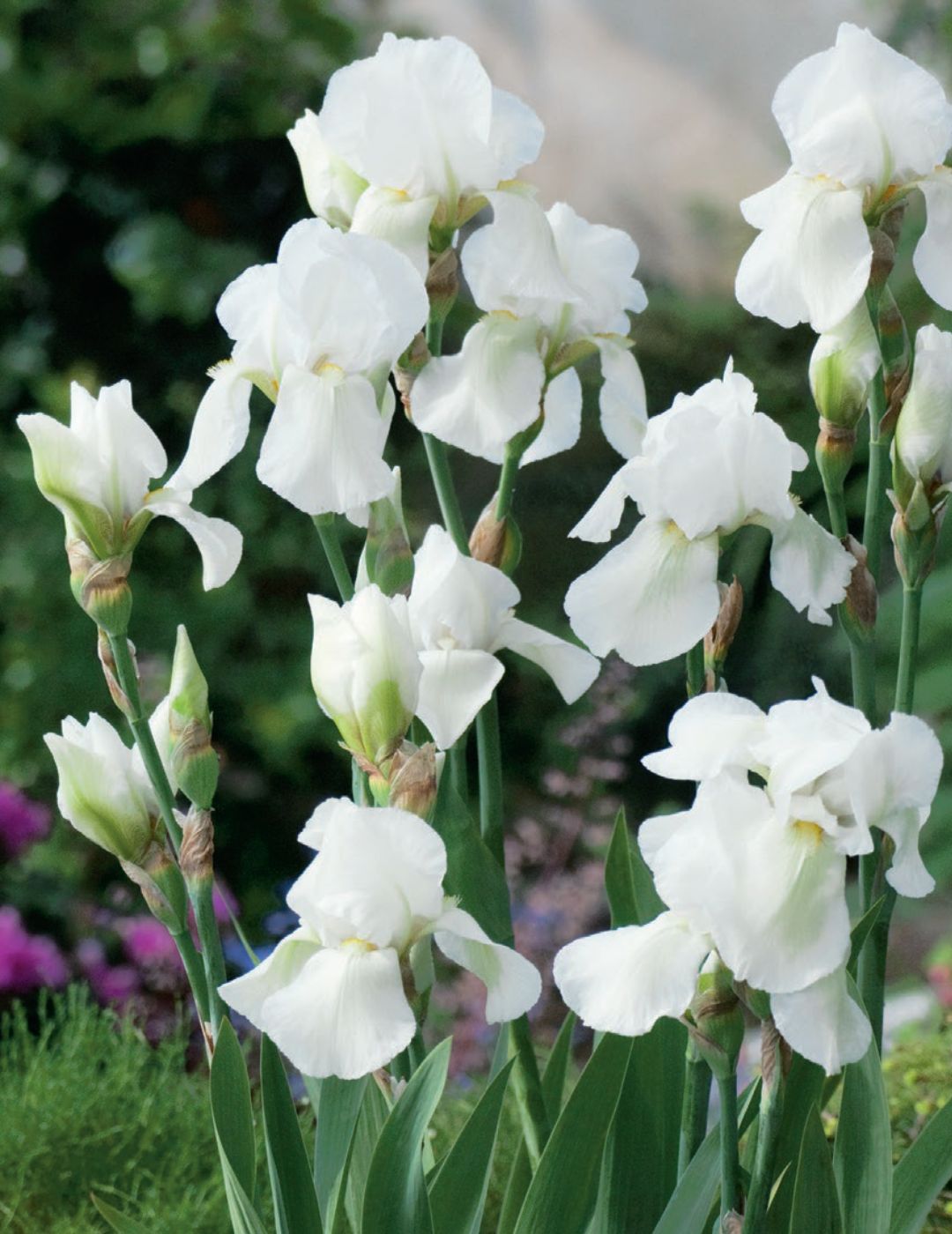 Bearded Iris Snow White (Season: Winter)