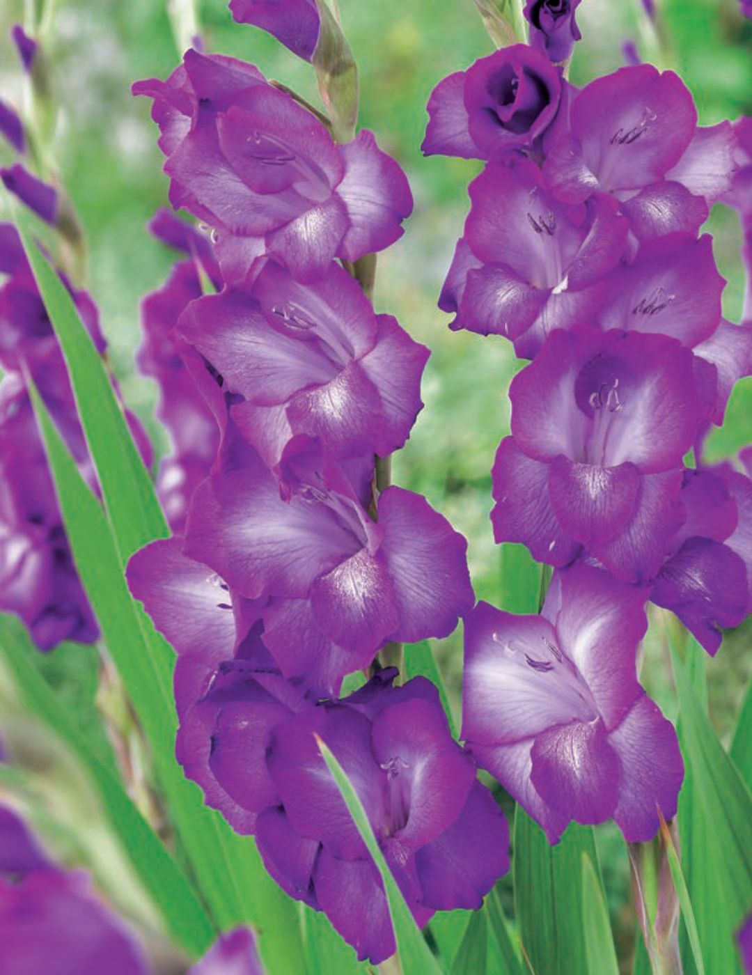 Gladioli Purple Flora (season: Winter)