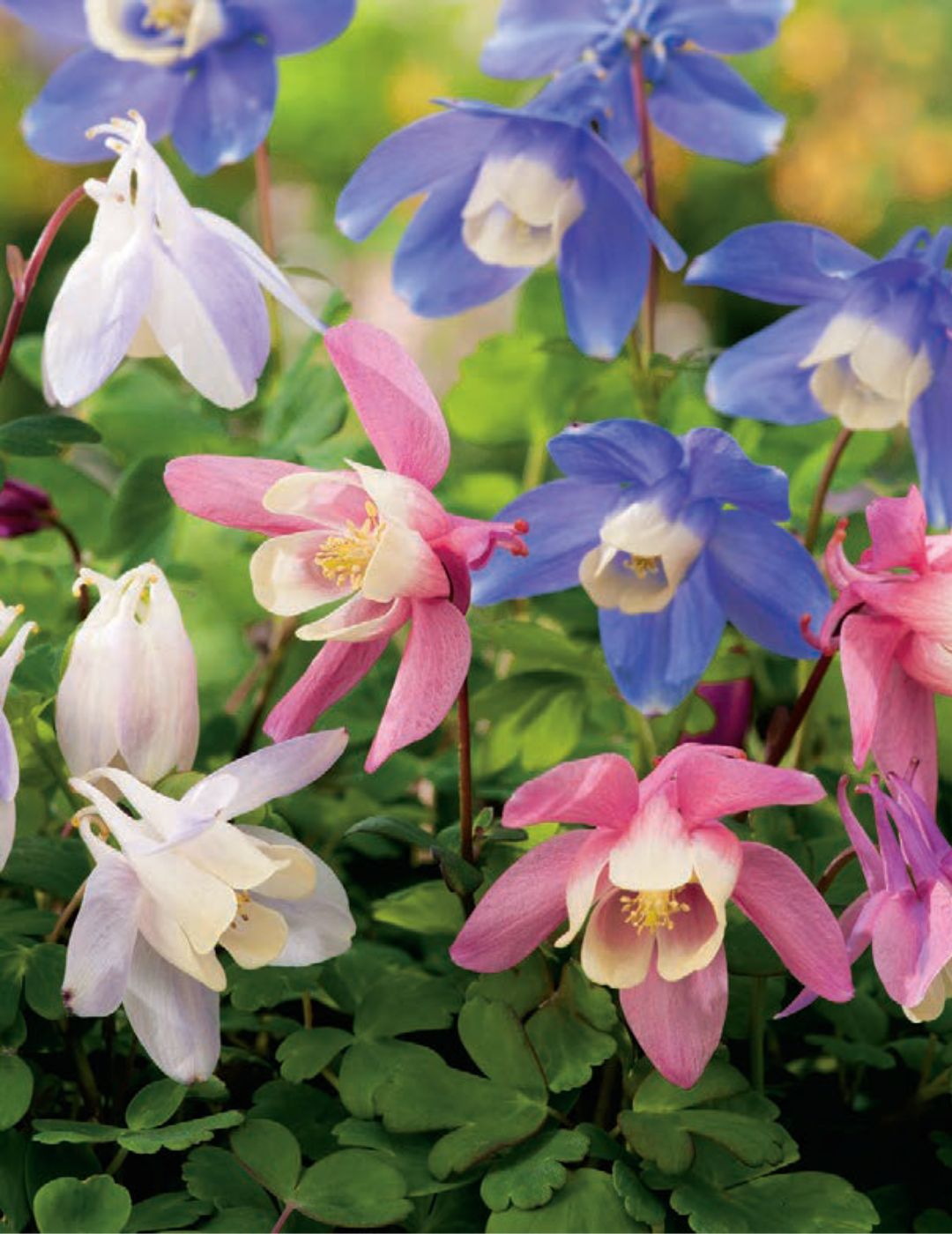 Aquilegia McKana Giant (Bulb) (season: Winter)