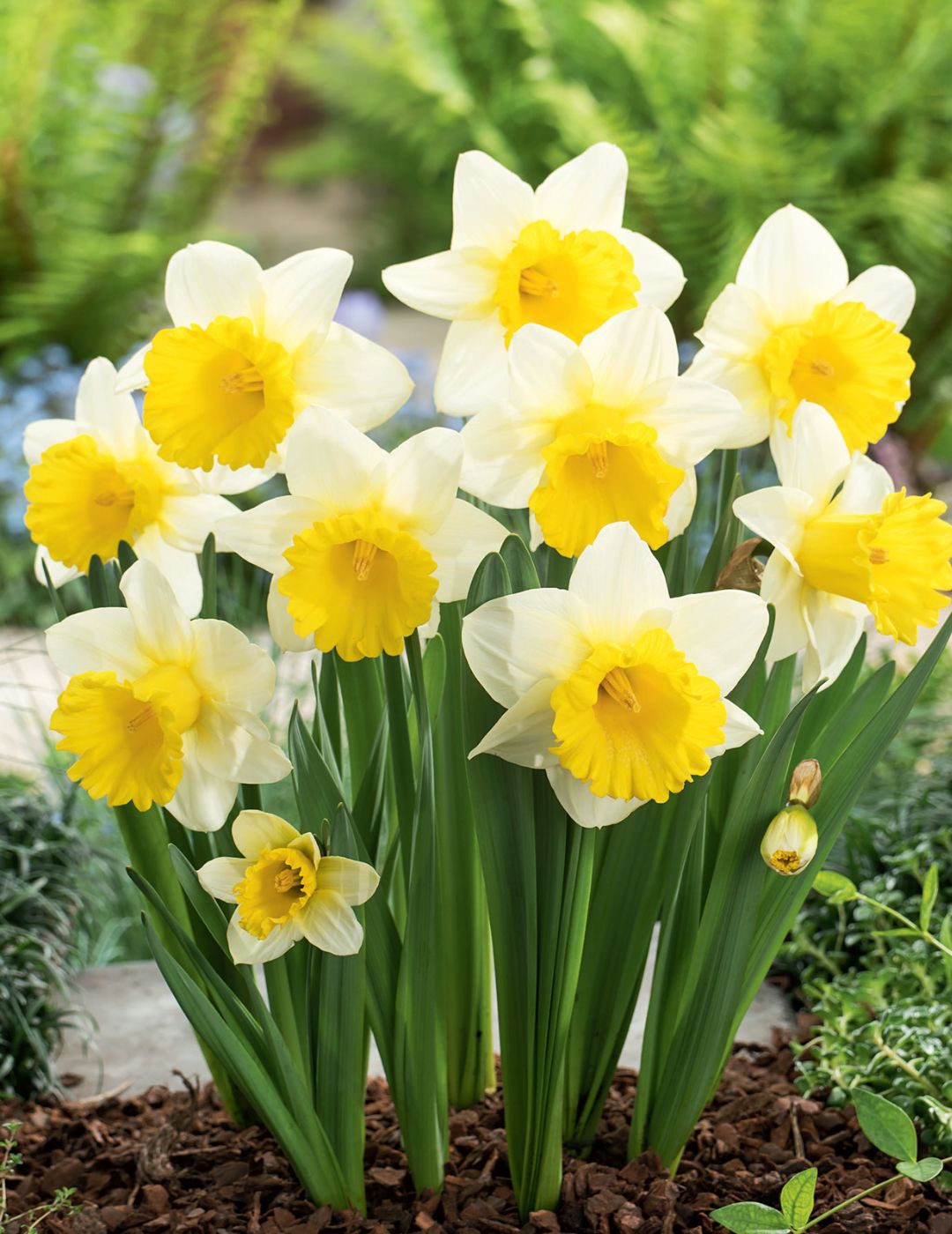 Daffodil Ptolemy