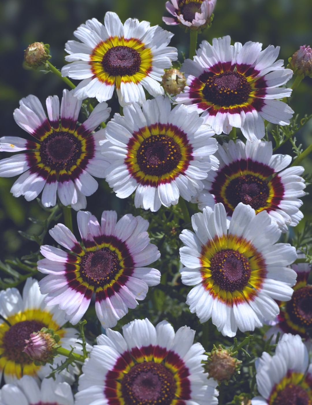 Chrysanthemum Cockade