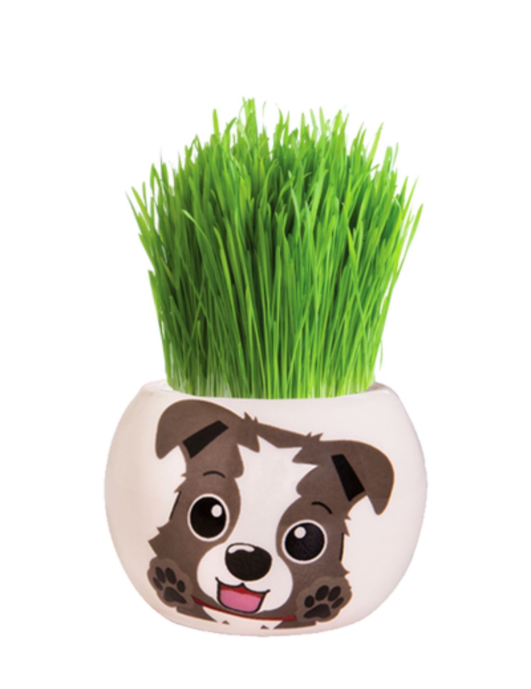 Grass Hair Kit - Puppies (Border Collie)