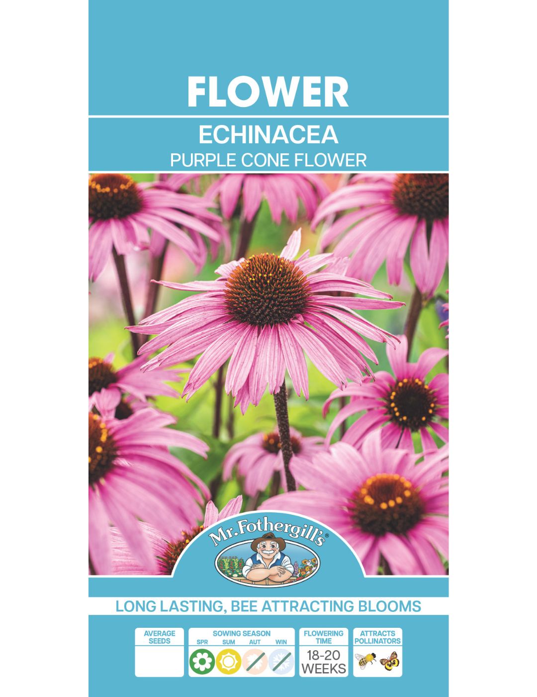 Echinacea Purple Cone Flower (large flowered)