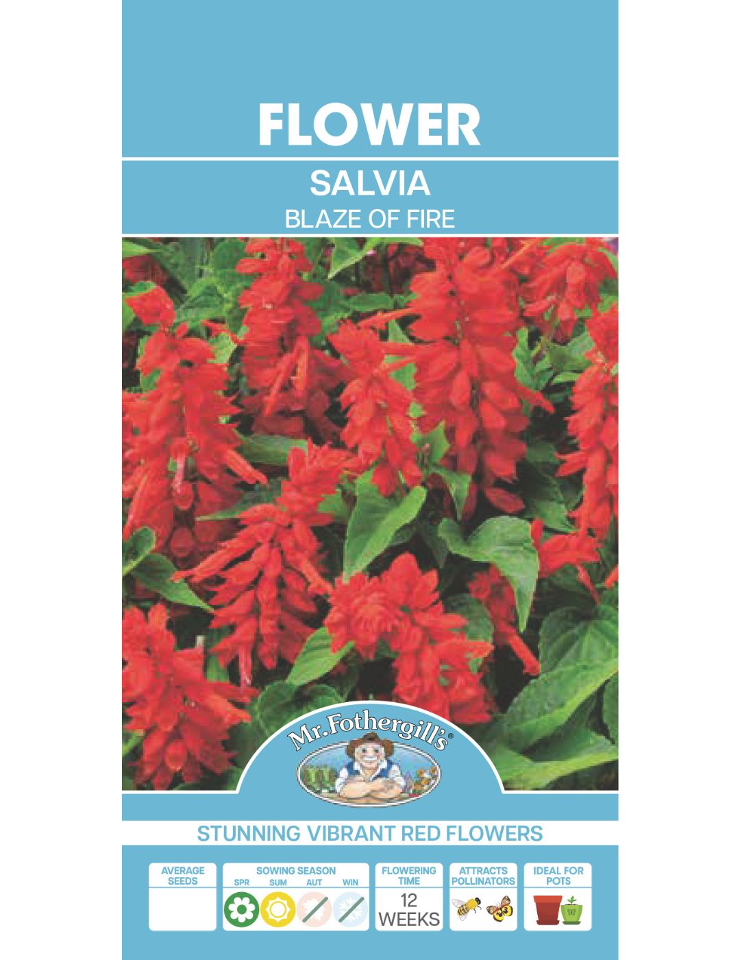 Salvia Blaze of Fire