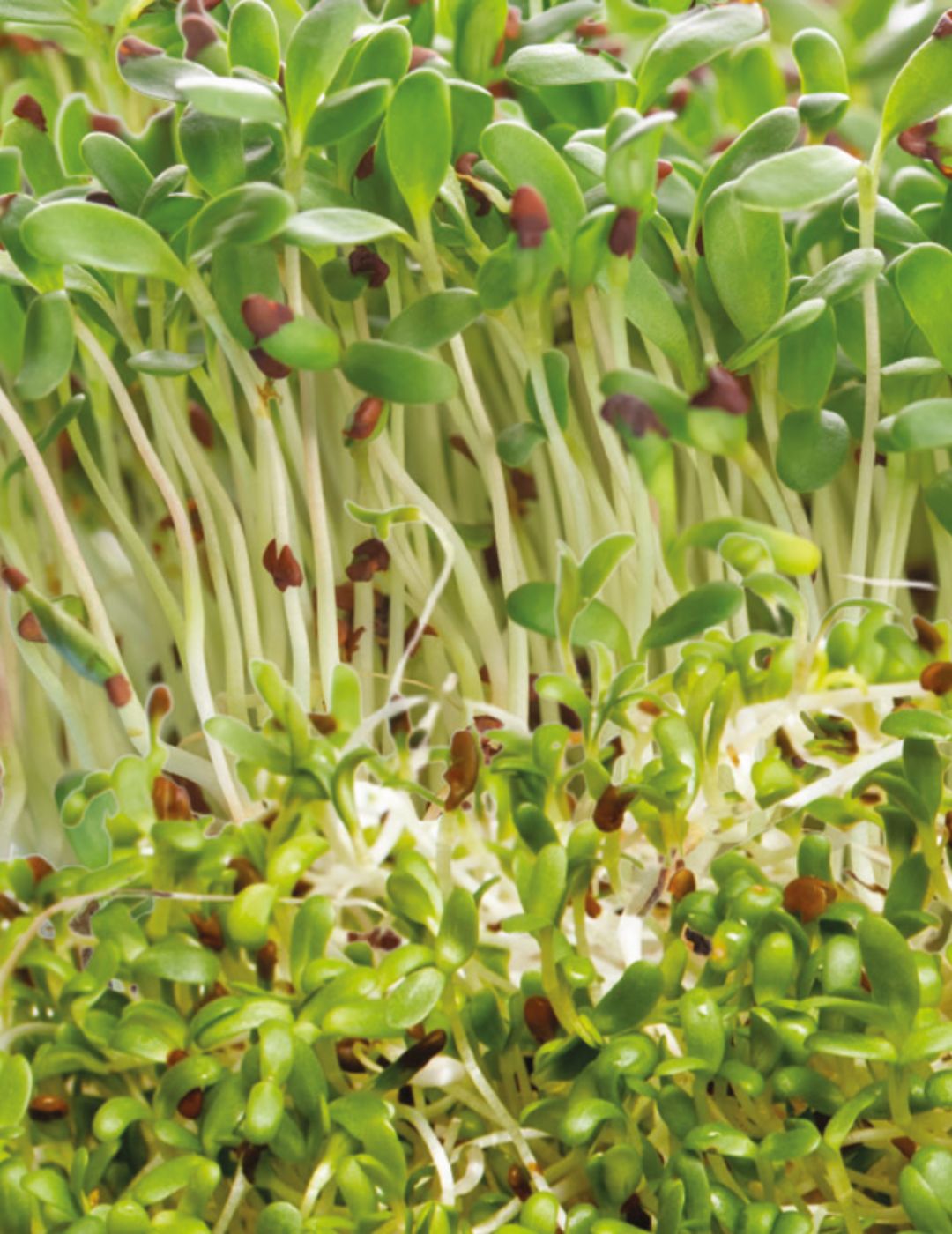 Alfalfa Sprouting Seeds