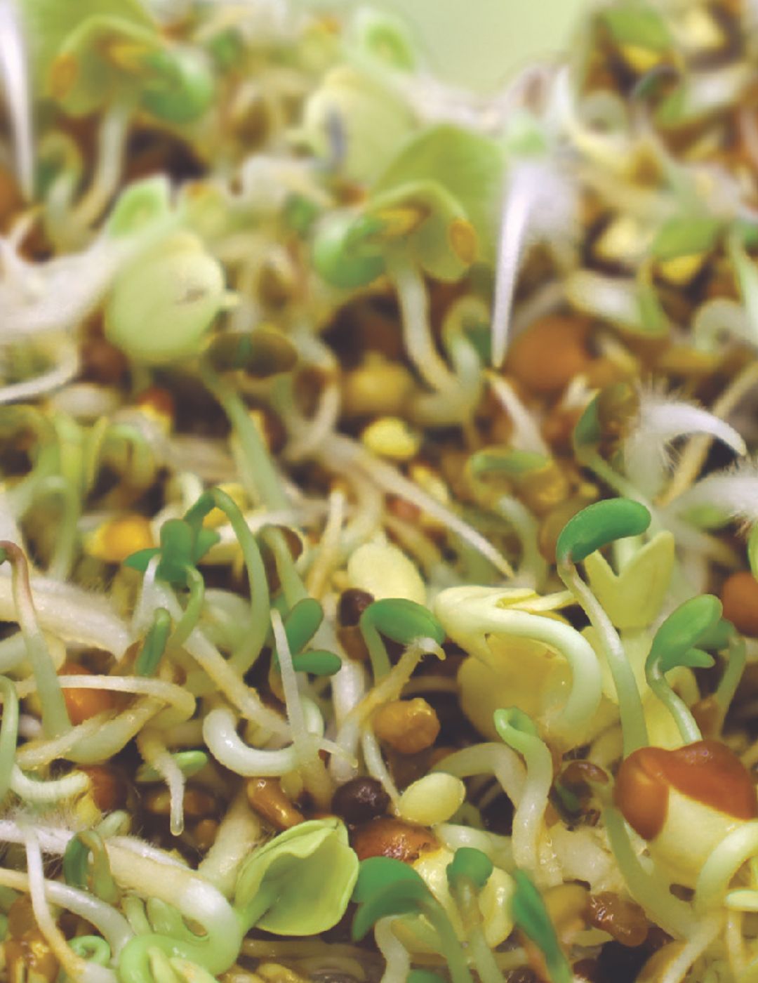 Sprouts Alive Sandwich Mix