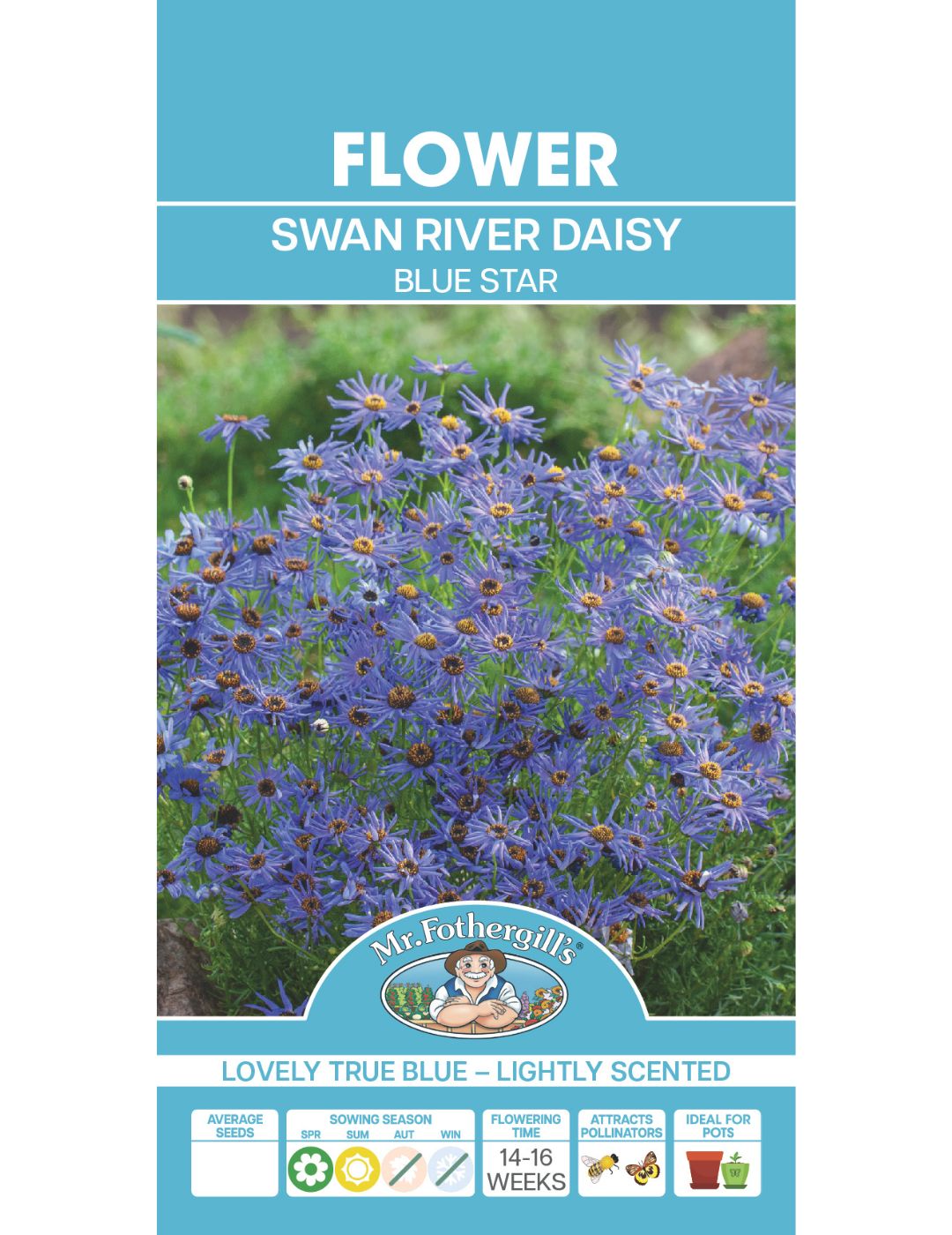 Swan River Daisy Blue Seeds