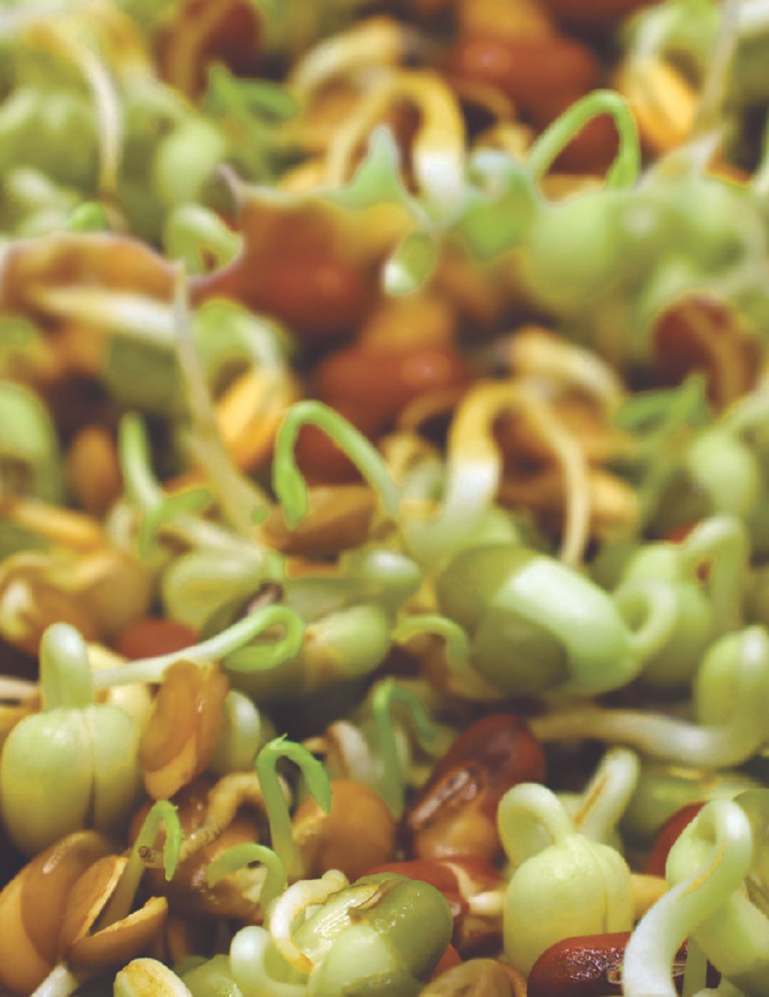 Sprouts Alive Salad Mix