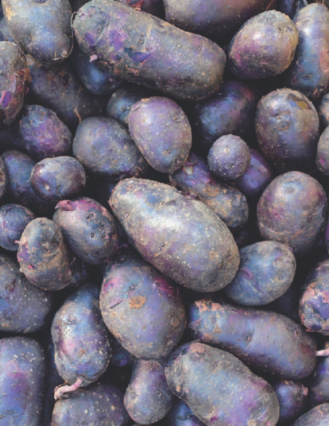 Potato Imperial Blue 500g Bag