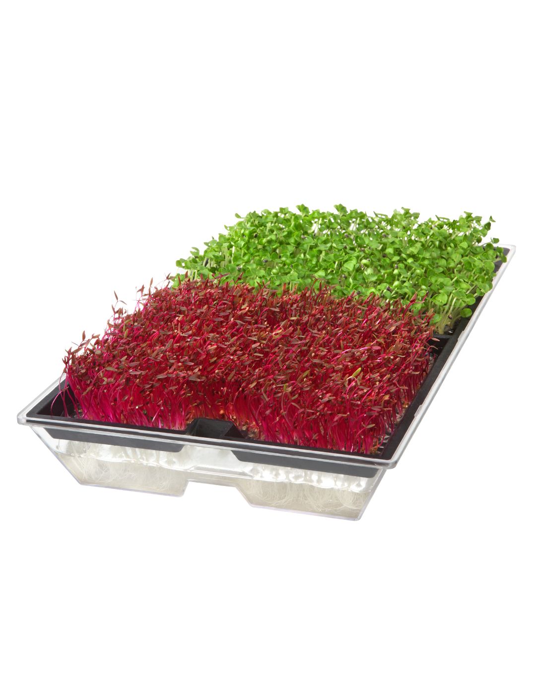 Microgreens Growing Tray