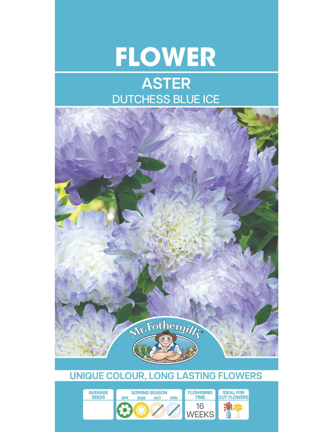 Aster Duchess Blue Ice