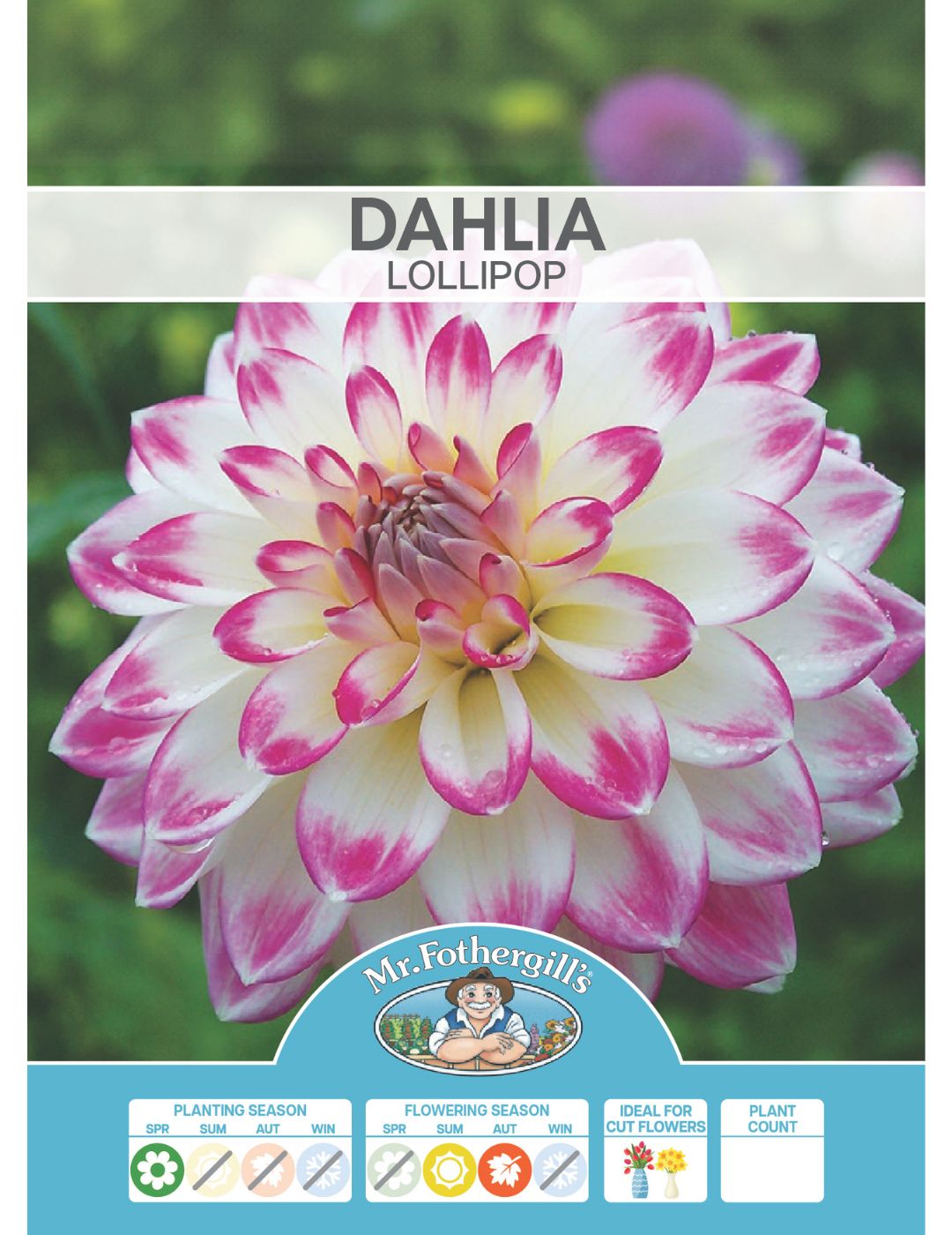 Dahlia Lollipop (season:Aug-Sep)