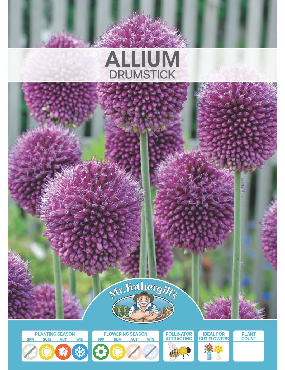 Allium Drumstick