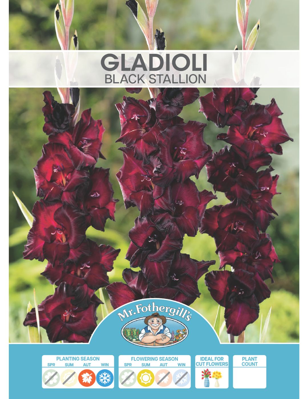 Gladioli Black Stallion (Season: Winter)