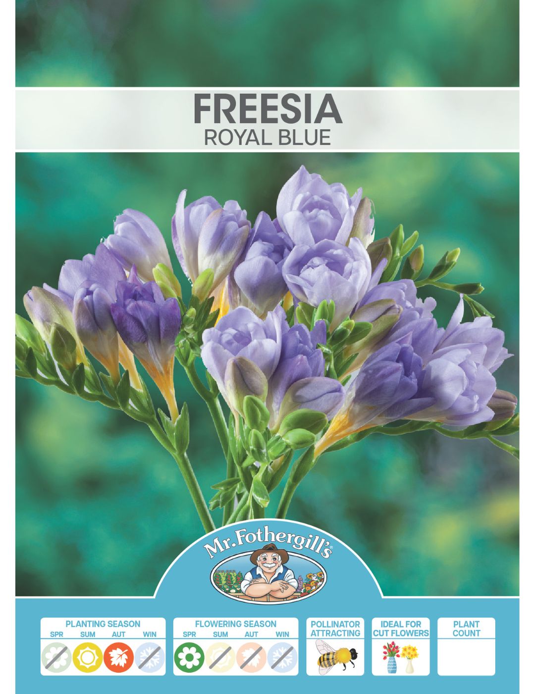 Freesia Royal Blue Bulbs